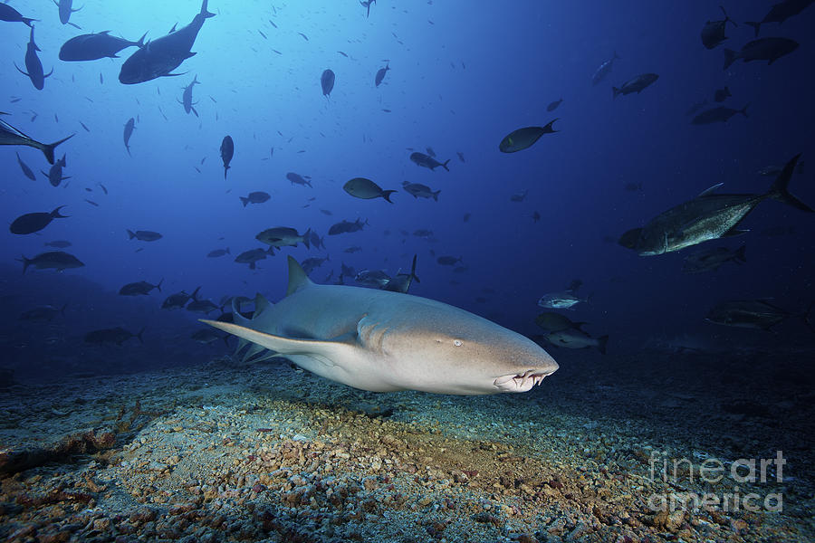 Tawny Nurse Shark Swims Away Photograph by Terry Moore