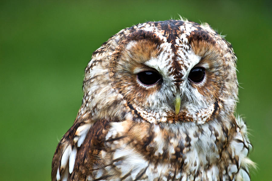 Tawny Owl Photograph by Celine Pollard