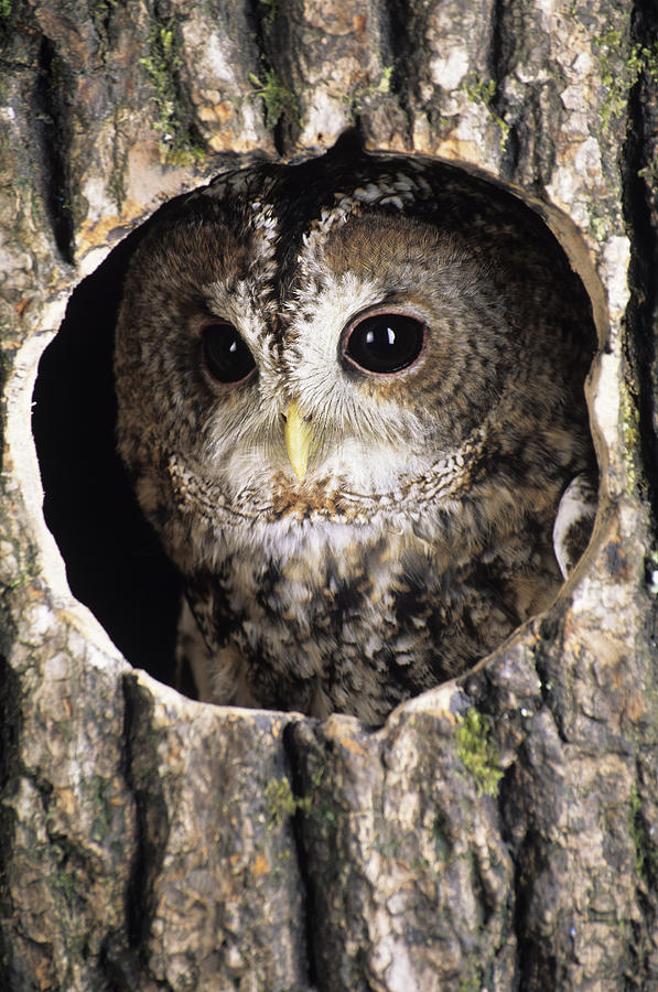 Tawny Owl Peering Out Of A Tree Photograph by David Aubrey - Fine Art ...