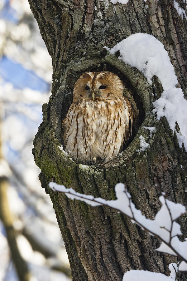 Tawny Owl Strix Aluco In Nest Hole Photograph by Konrad Wothe
