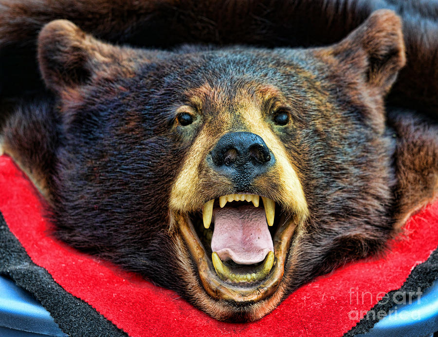 Wildlife Photograph - Taxidermy -  Black Bear by Paul Ward