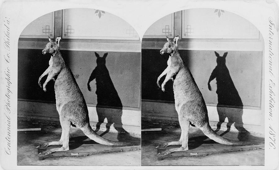 Taxidermy, Kangaroo, Philadelphia Photograph by Everett - Fine Art America