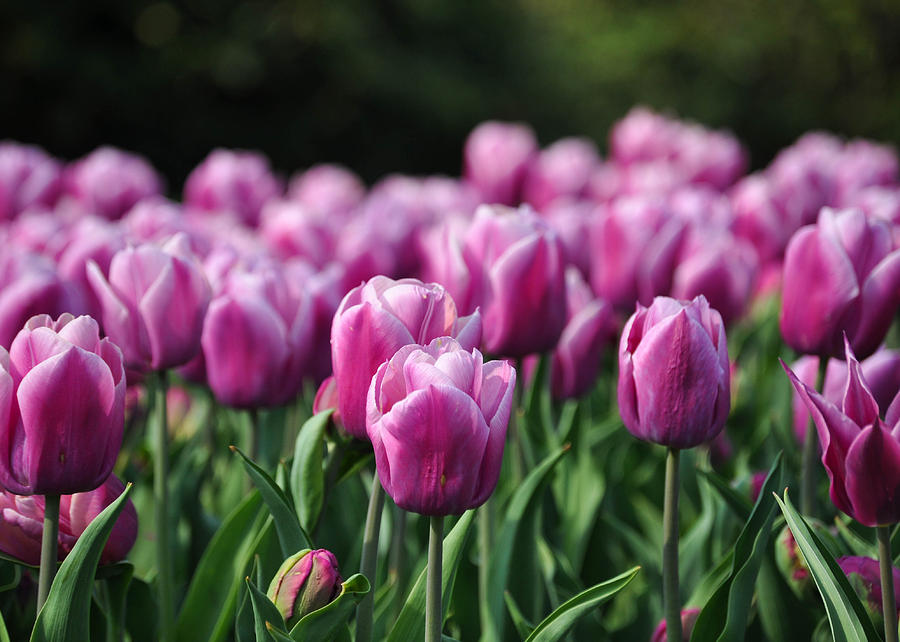 Taylor's Tulips Photograph by Trish Tritz - Fine Art America