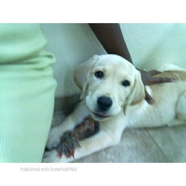 Tbt Photograph - #tbt 2011: My Baby Boo Leo At The Puppy by Mimi J