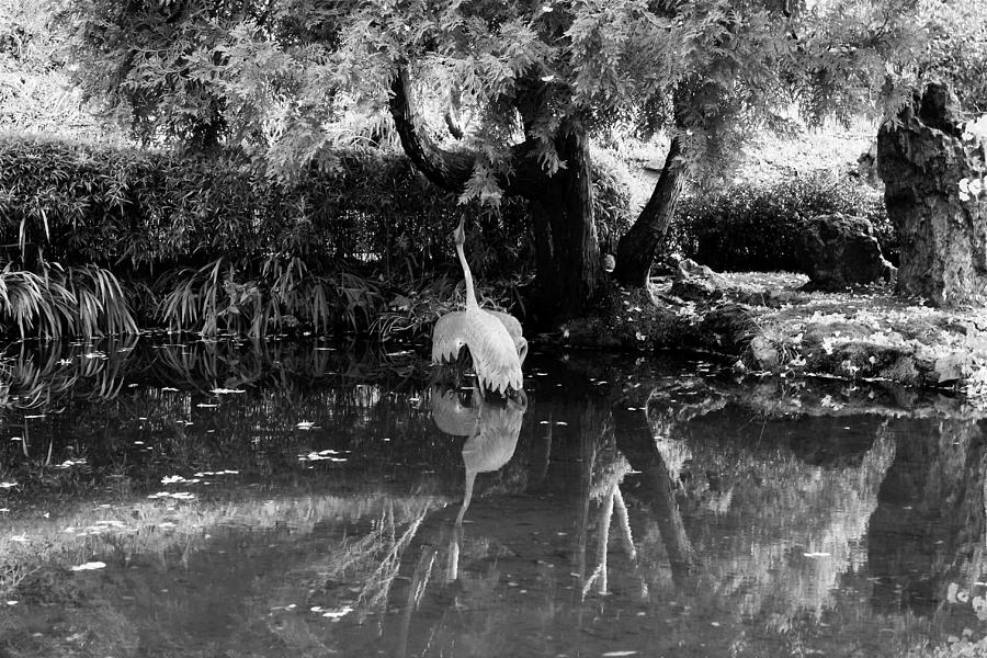 Black And White Photograph - Tea Garden Mirror by Gunz The Great