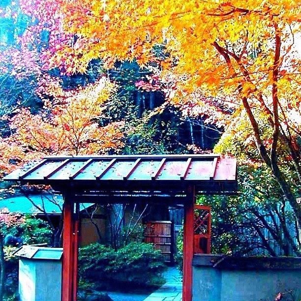 Architecture Photograph - Tea House Gate in the Fall by Anna Porter