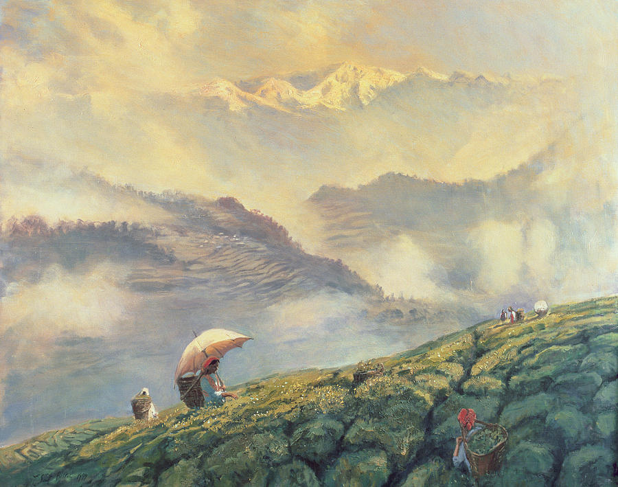 Tea Painting - Tea Picking - Darjeeling - India by Tim Scott Bolton 