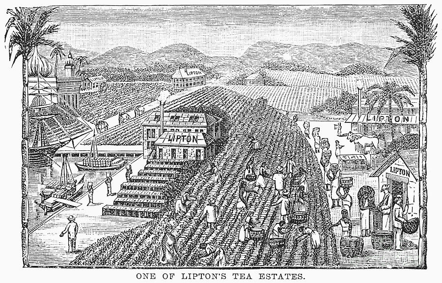 Tea Plantation, 1892 Photograph by Granger