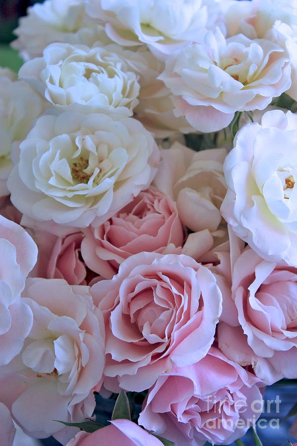 Rose Photograph - Tea Time Roses by Carol Groenen