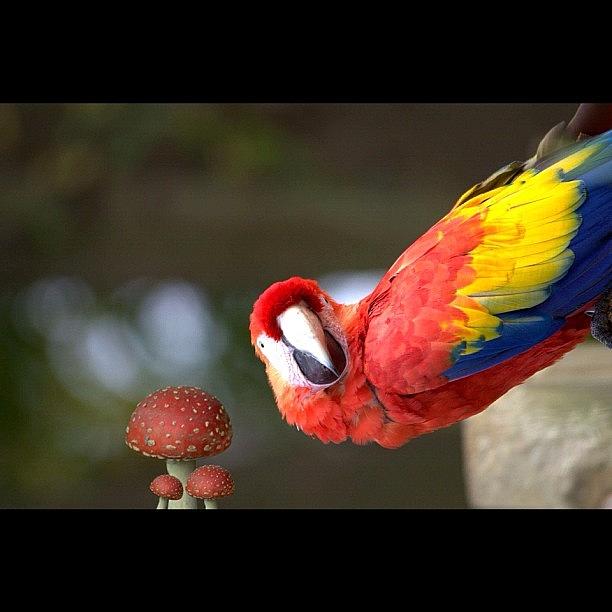 Bird Photograph - teach The Parrot The Terms supply by Niko Nister
