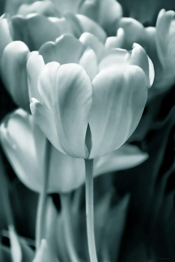 Teal Luminous Tulip Flowers Photograph by Jennie Marie Schell