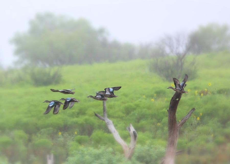 Teal Winged Ducks Photograph by Elizabeth Budd