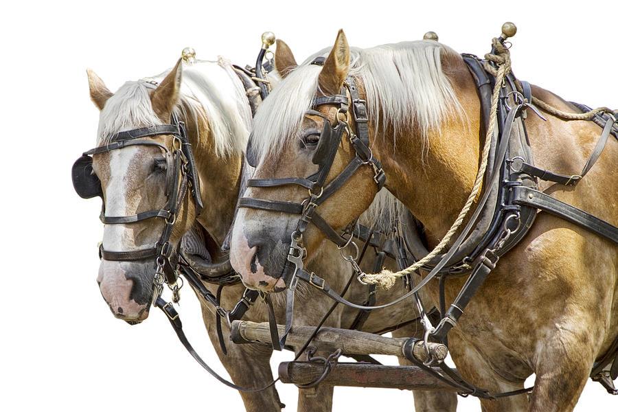 Team Of Working Horses Against A White Background Photograph