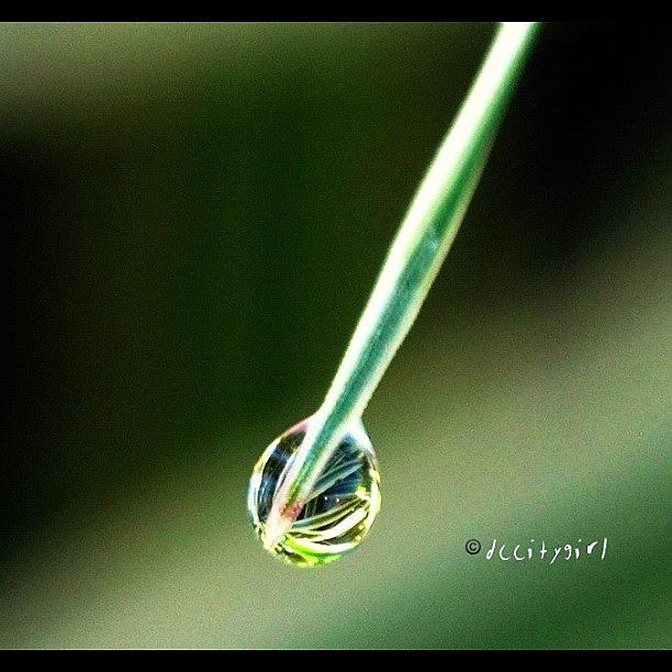 Nature Photograph - Tear Drop #macro_power_hour by Dccitygirl WDC