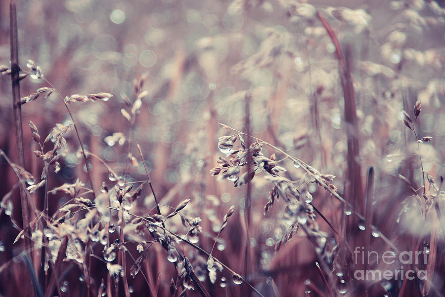 Teardrops - Brownish Photograph by Aimelle Ml