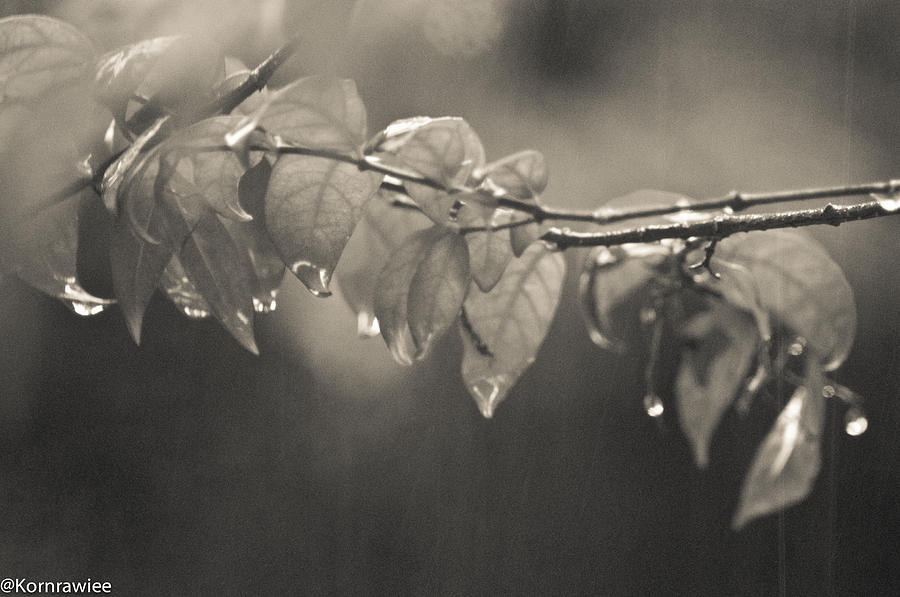 Raindrops Photograph - Tears from heaven  by Kornrawiee Miu Miu