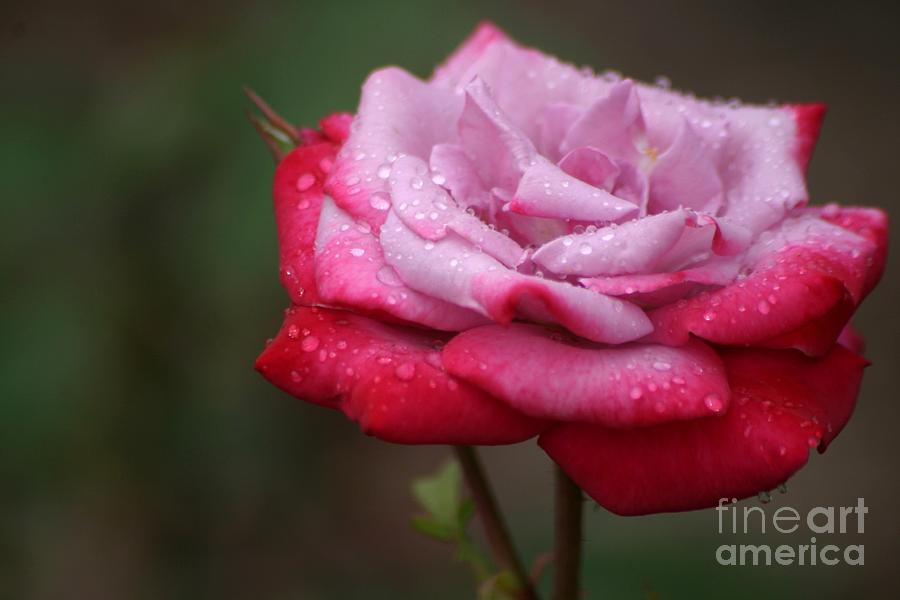 Rose Photograph - Tears From Heaven by Living Color Photography Lorraine Lynch