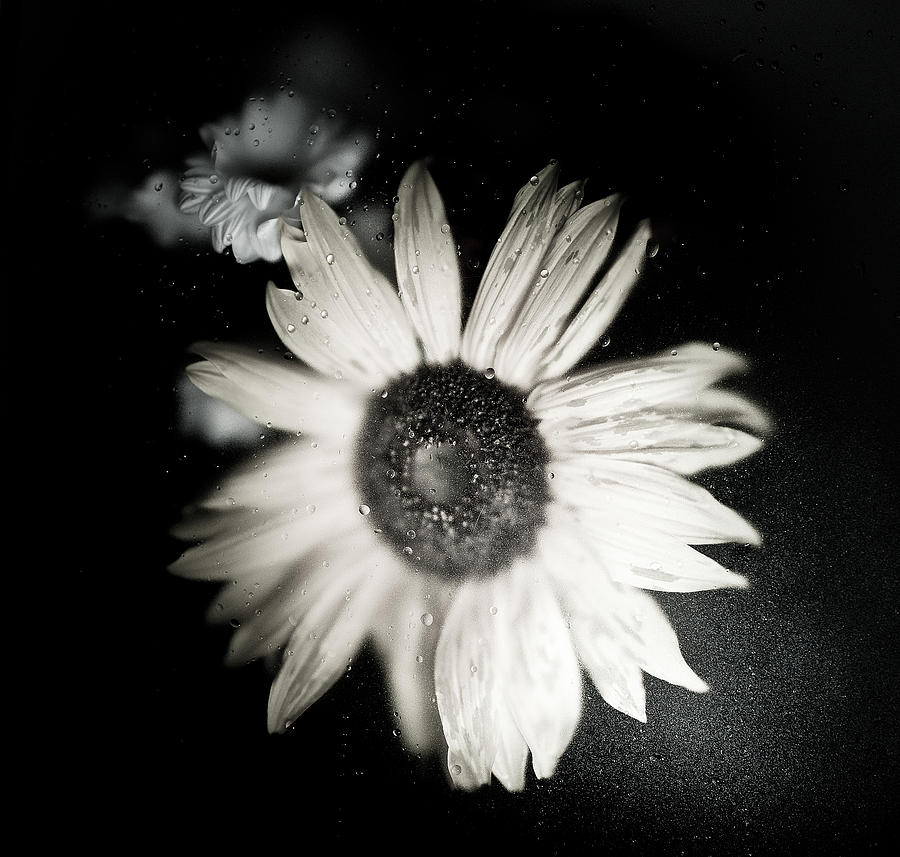 Sunflower Photograph - Tears by Ivan Vukelic