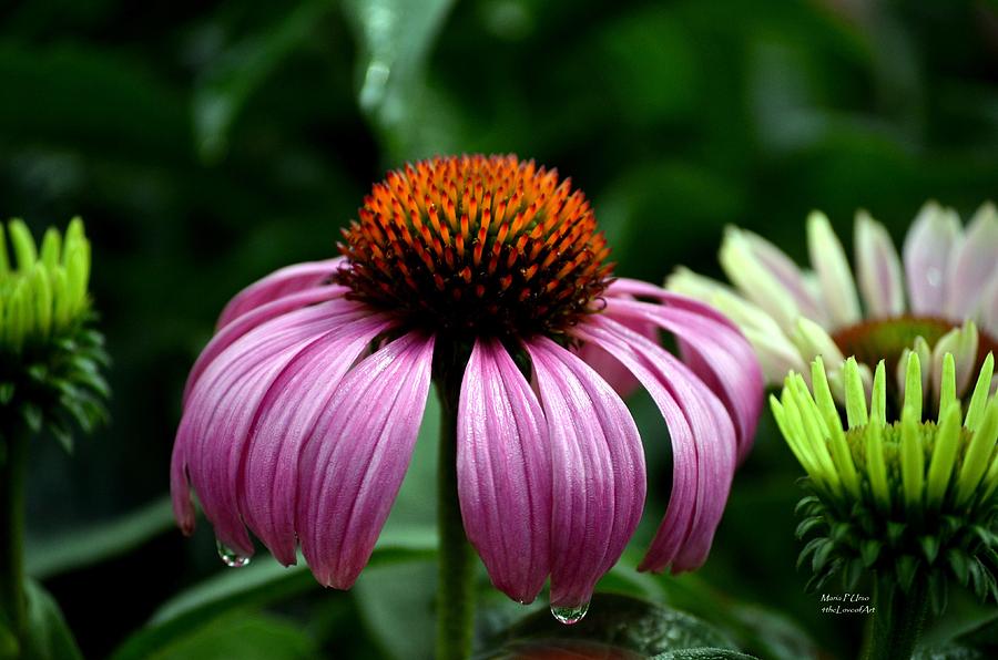 Tears of a Coneflower Photograph by Maria Urso