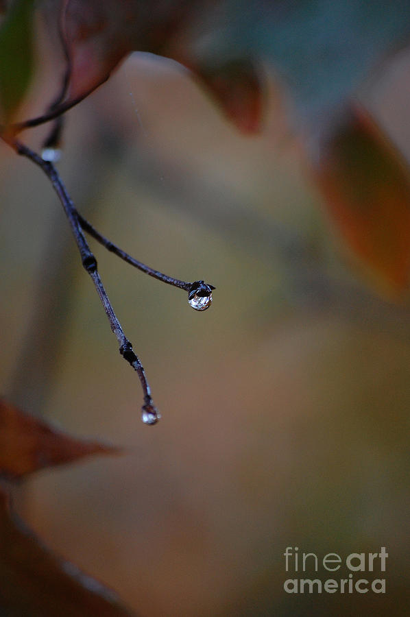 Tears of a Tree Photograph by Robert Meanor