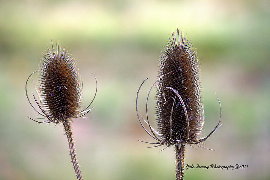 Teasles Photograph by Jale Fancey