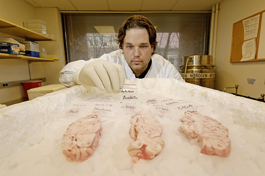 Harvard University Photograph - Technician Examines Human Brain Sections by Volker Steger