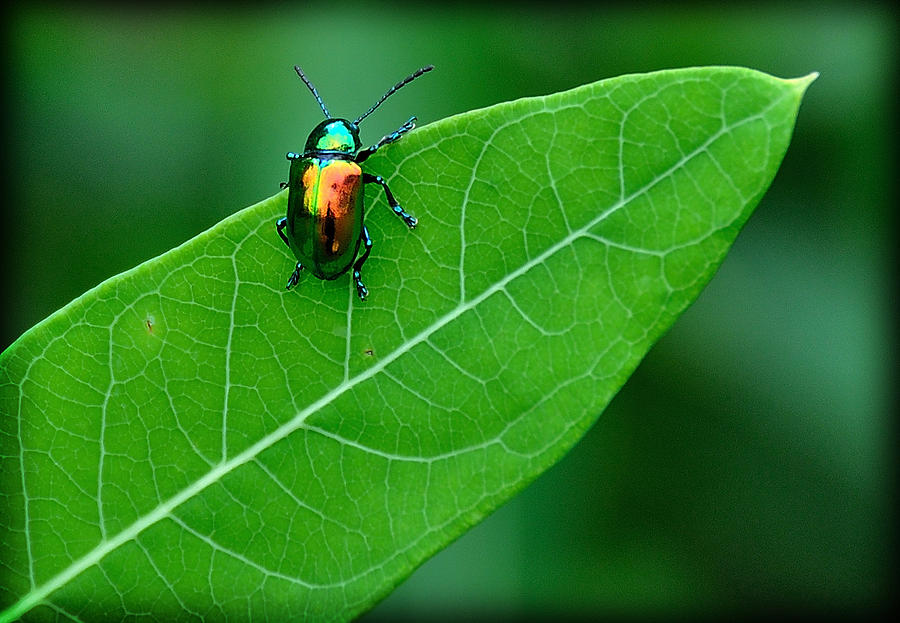 Technicolor Beetle 1 Photograph by Mark Fuller
