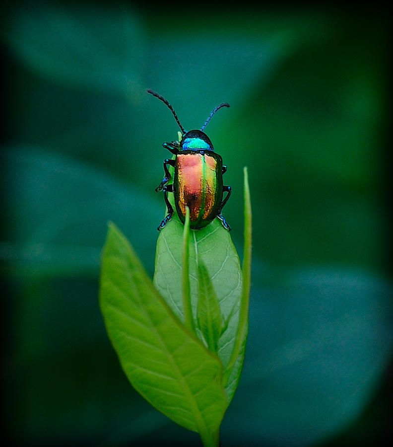 Technicolor Beetle 2 Photograph by Mark Fuller