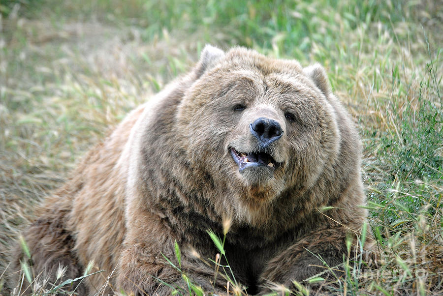 Wildlife Photograph - Teddy Bear by Frank Larkin