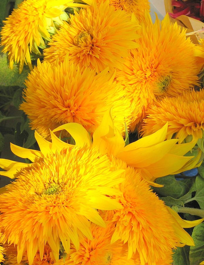 Teddy Bear Sunflowers Photograph by Carla Parris