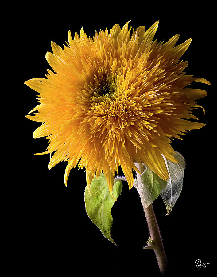 Teddy Sunflower Photograph by Endre Balogh