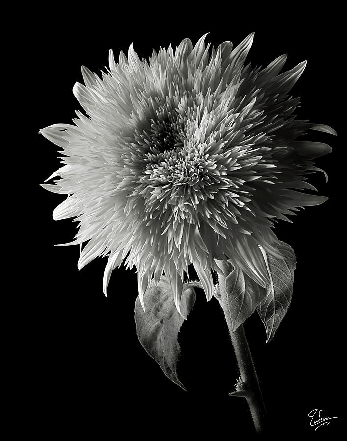 Teddy Sunflower in Black and White Photograph by Endre Balogh