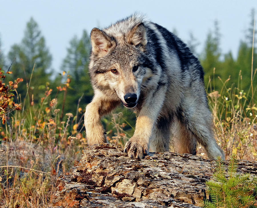 Teen Wolf Photograph by Wade Aiken