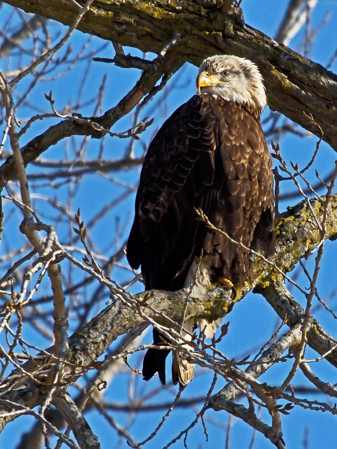 Teenage Eagle Photograph by Dave Clark