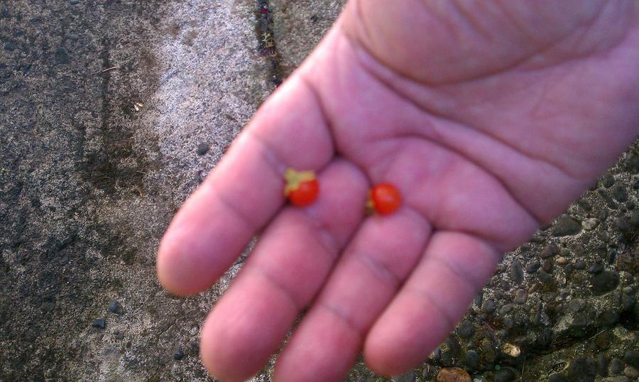 Baby Tomatoes Photograph - Teeny Weeny Tomatoes by Octavio Arvizu