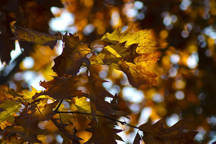 Telephoto fall colors Photograph by Sven Brogren
