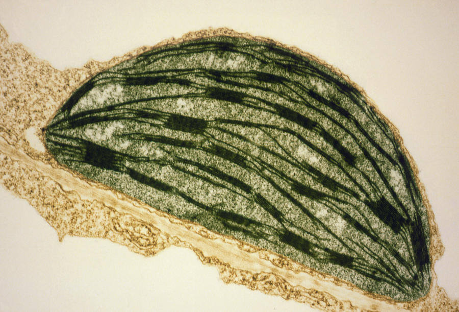 Tem Photograph - Tem Of A Chloroplast From A Tobacco Leaf by Dr Jeremy Burgess