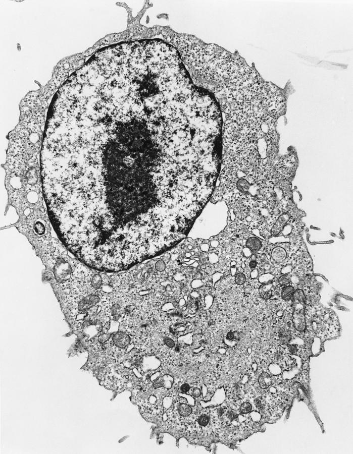 Tem Of Animal Cell Photograph by Dr Gopal Murti