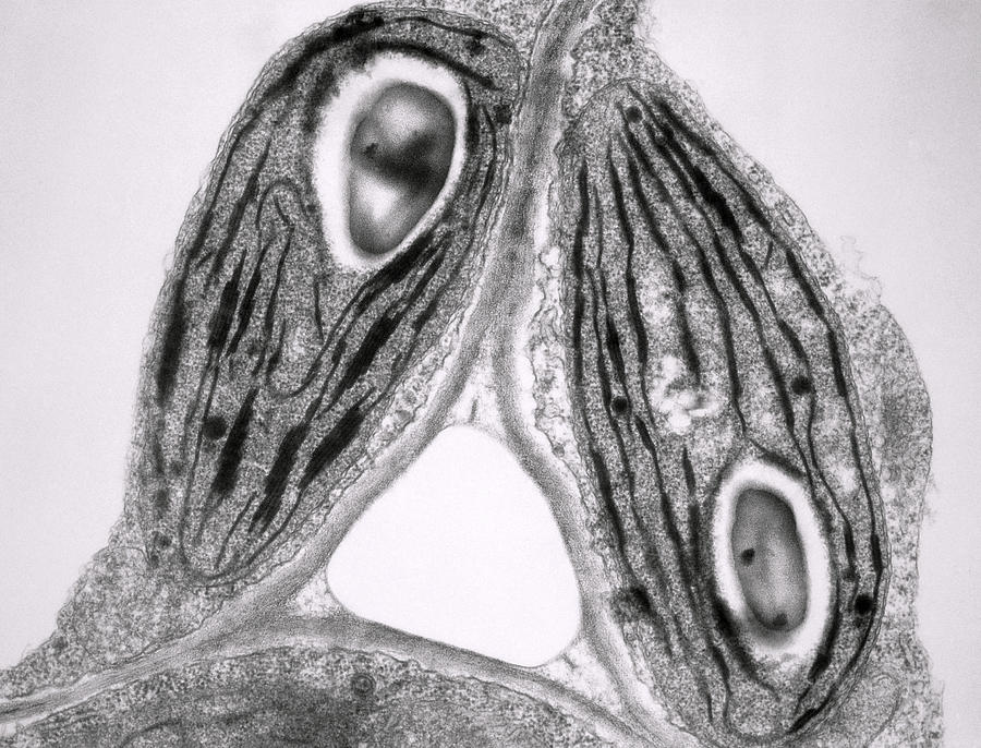 Tem Photograph - Tem Of Chloroplasts by Dr Jeremy Burgess