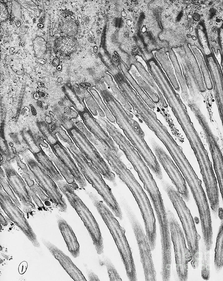 Tem Of Cilia Photograph by Omikron