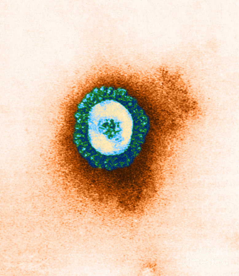 Tem Of Coronavirus Photograph by Science Source