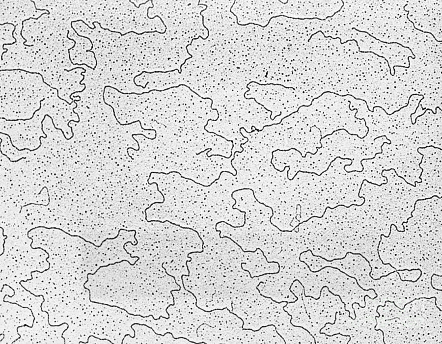Tem Of Dna From E. Coli Bacteriophage Photograph by Omikron