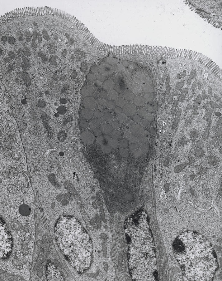 Goblet Cell Photograph - Tem Of Goblet And Secretory Cells In Duodenum by Steve Gschmeissner