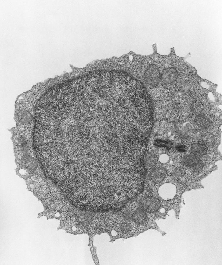 Tem Of Human Lymphocyte Blood Cell Photograph by Dr Gopal Murti