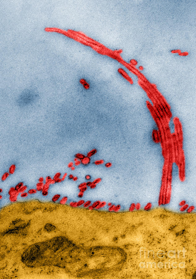 Tem Photograph - Tem Of Influenza Virus by Science Source
