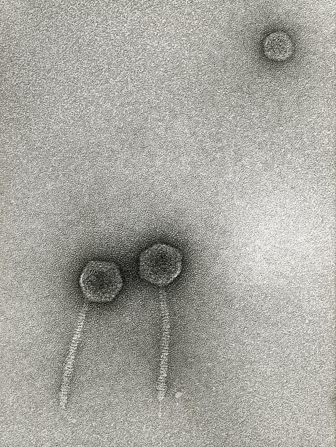 Tem Of Lambda Bacteriophages Photograph By Dr M Wurtzbiozentrum University Of Basel