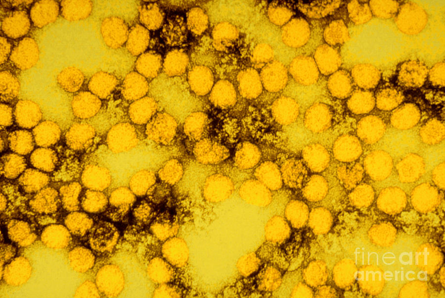 Tem Of Yellow Fever Viruses Photograph by Science Source