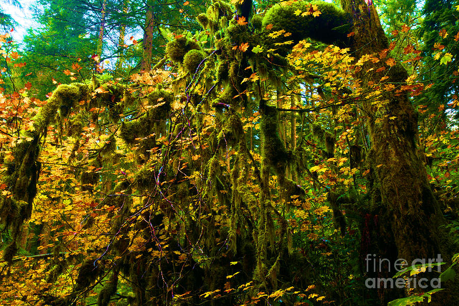 Temperate Rain Forest Photograph by Adam Jewell
