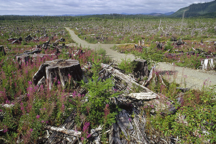 Temperate Rainforest Clear Cutting Photograph by Gerry Ellis