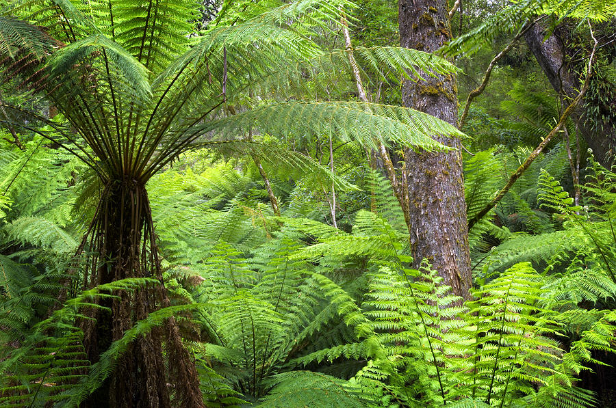 Temperate Rainforest Photograph by Jeremy Walker - Fine Art America